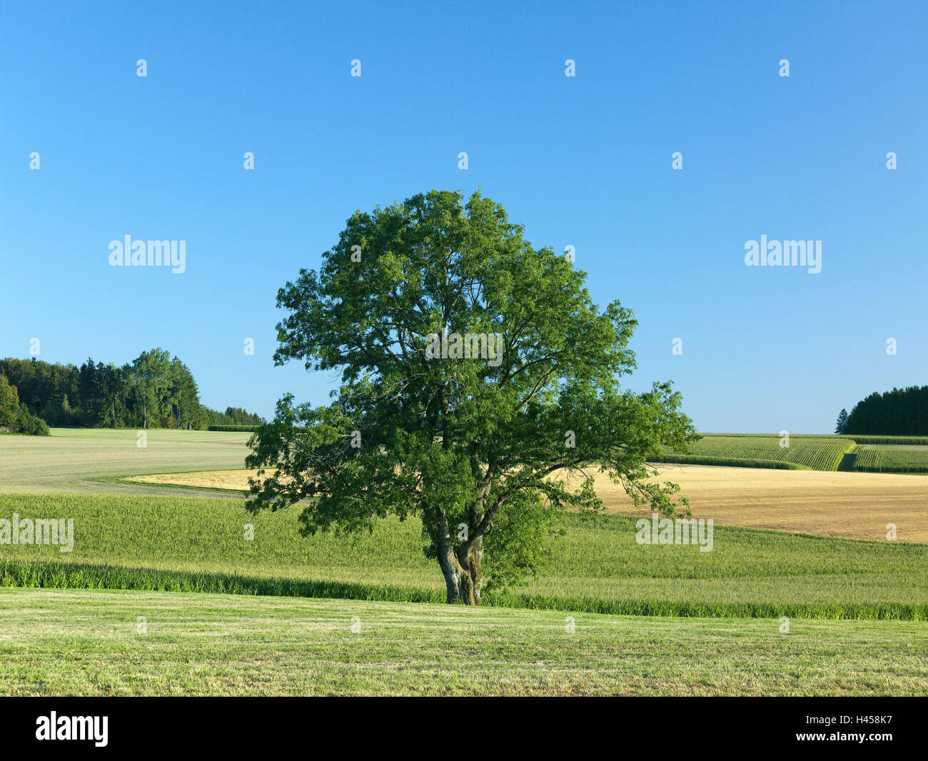 Germany, Baden-Wurttemberg, Albuch, ash, summer, tree, fields, scenery, loud stone, corn field, summer, meadow, heaven, blue, copy space, Stock Photo