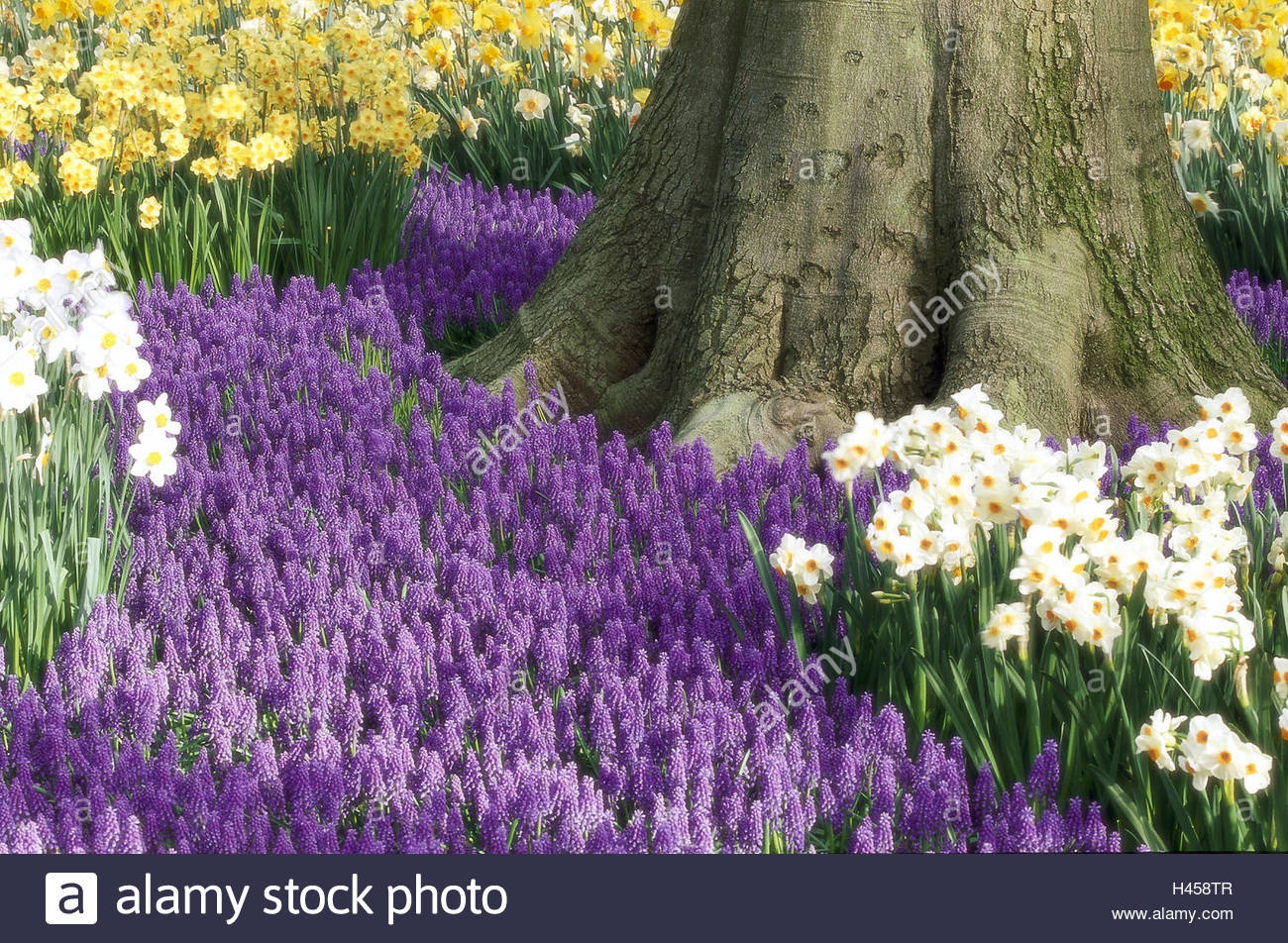 Daffodils And Grape Hyacinths Stock Photos & Daffodils And Grape