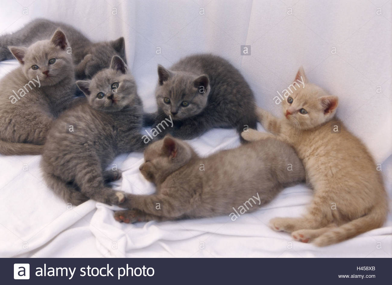 Kittens British Short Hair Throw Animals Mammals Pets Cats