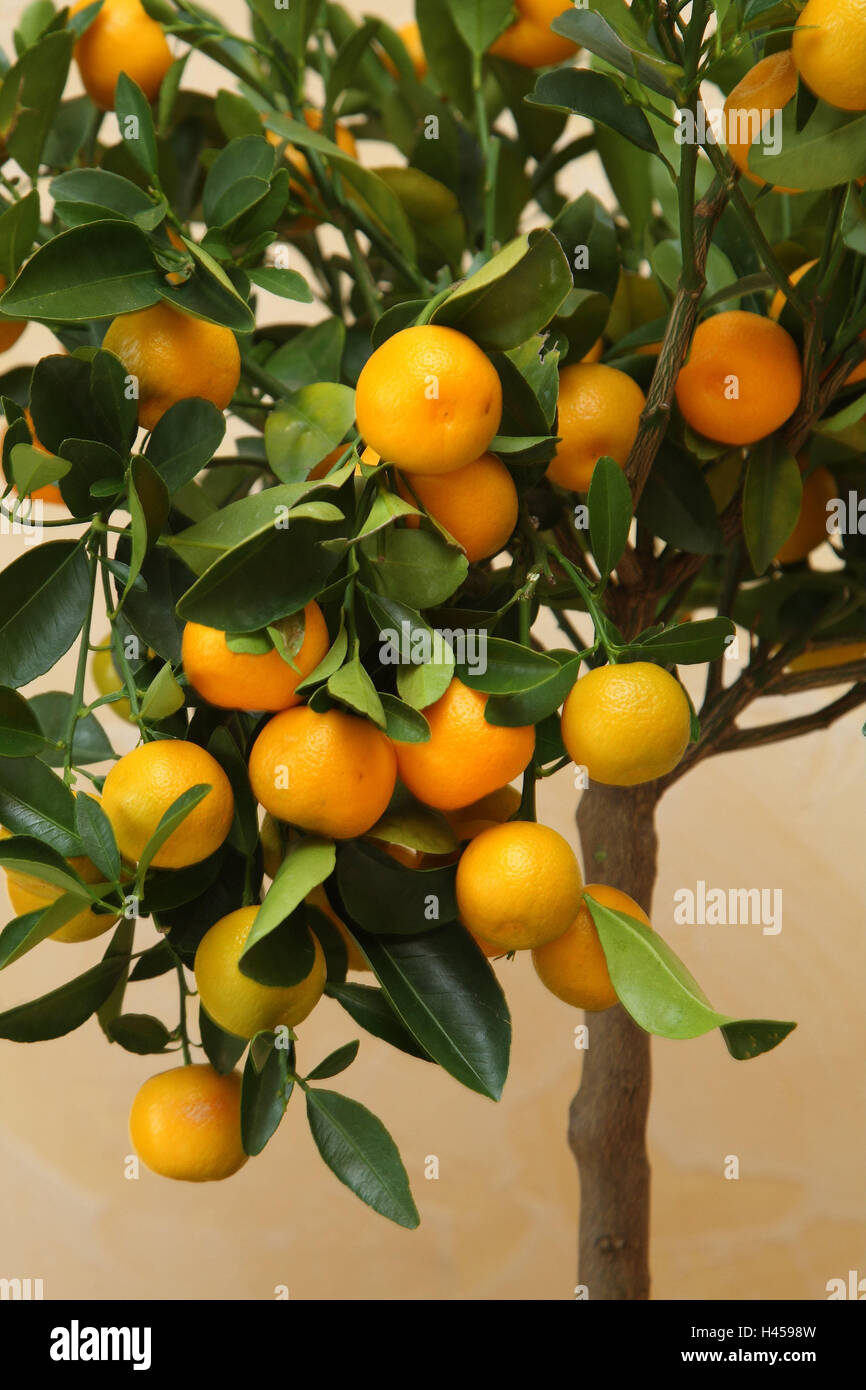 Dwarf's orange, Citrus microcarpa, close up, Calamondin, orange small tree, high-level strain, small tree, fruits, oranges, conservatory, plant, Stock Photo