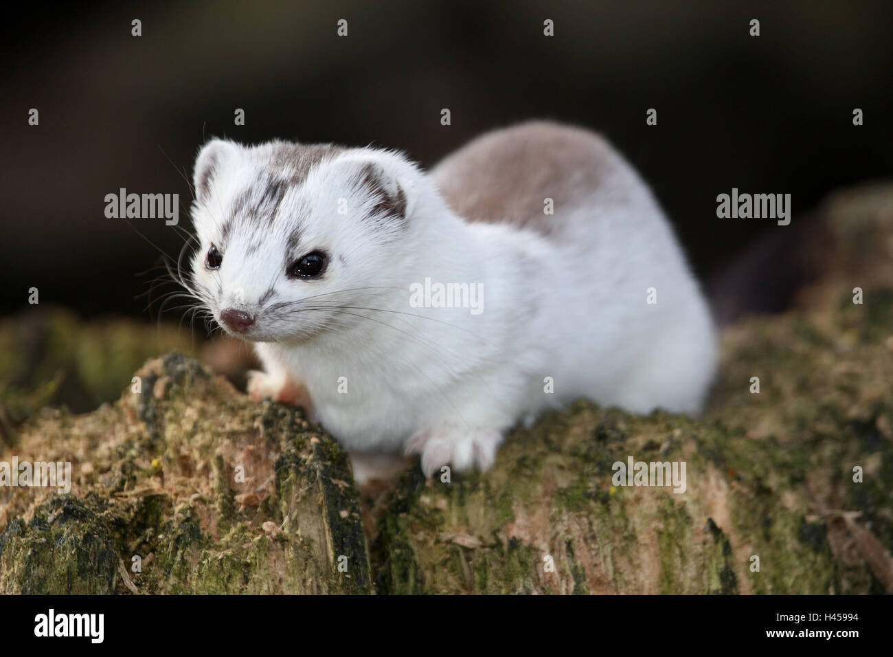 Fur ermine hi-res stock photography and images - Alamy Fur ermine hi-res stock photography and images - Alamy