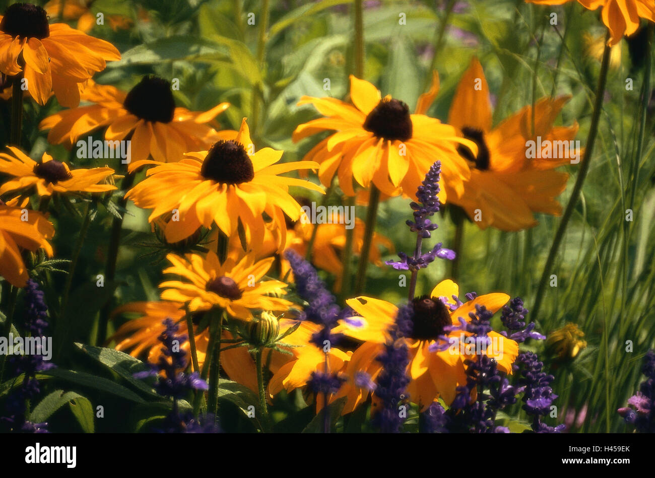 Garden, flower bed, sunhat, Rudbeckia laciniata, blooms, Bed, plants, flowers, summer flowers