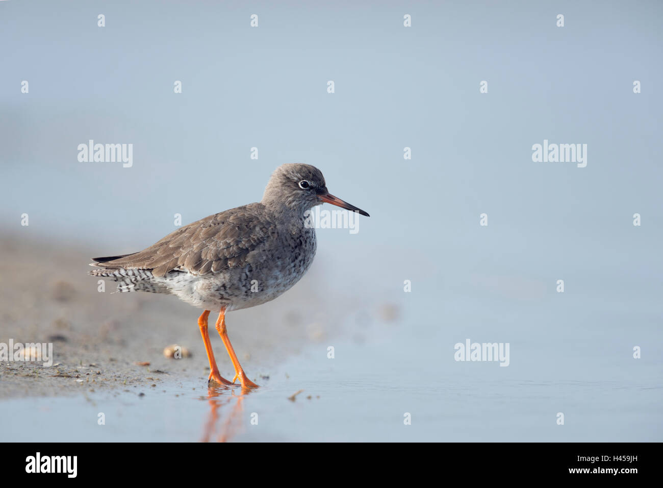 Redshank / Rotschenkel (  Tringa totanus ), standing in a tidal mudflat of the North Sea, close to the waterline. Stock Photo