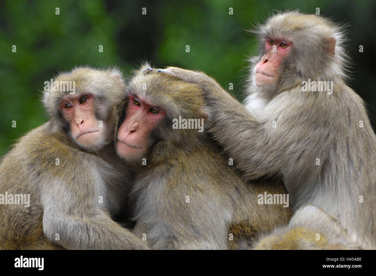 Makaka fuscata hi-res stock photography and images - Alamy
