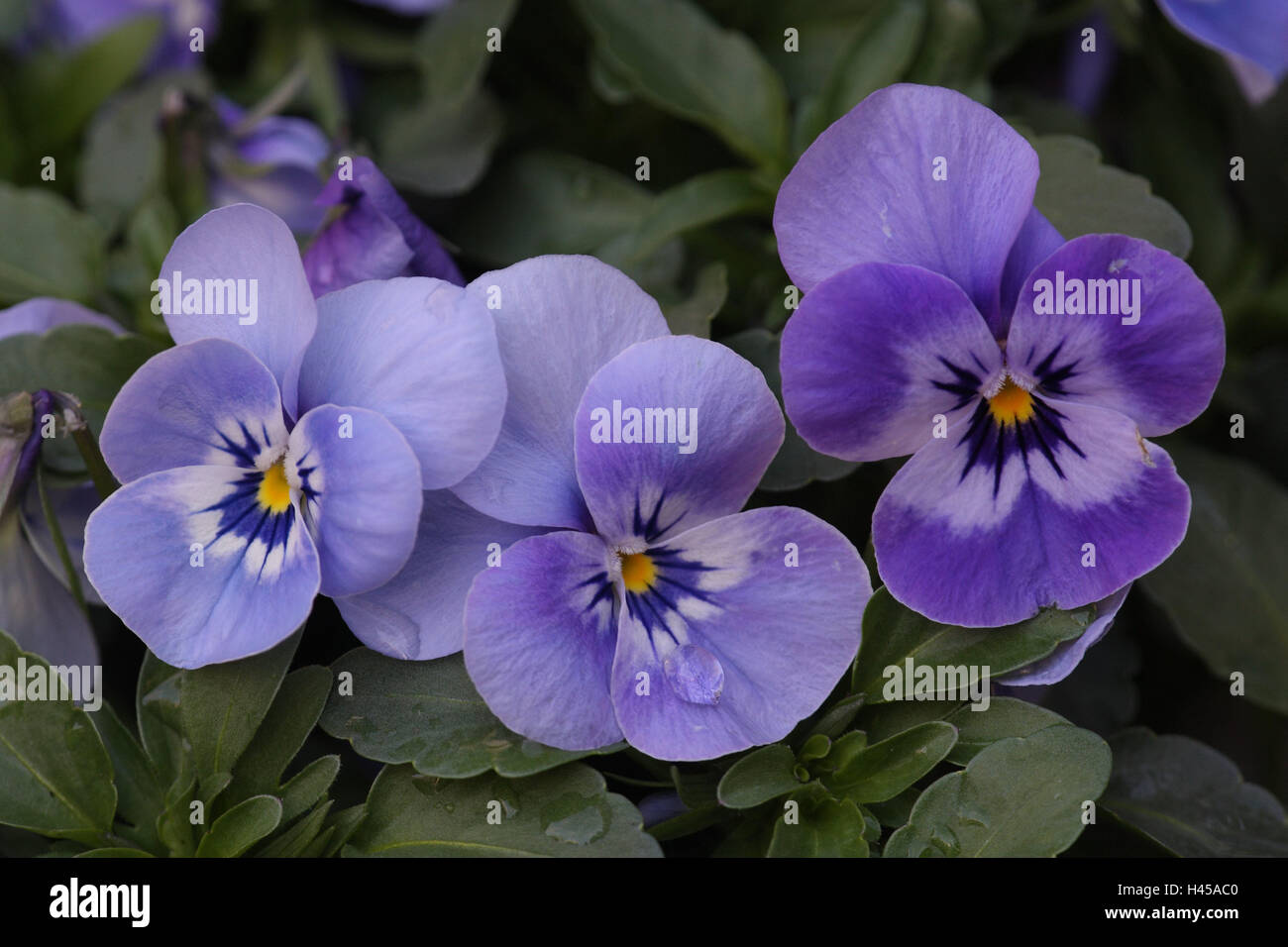 Horn violets, viola cornuta, blossoms, blue, flower, garden, garden flower, cultivated plants, ornamental plant, plant, violet, light blue, petals, Stock Photo
