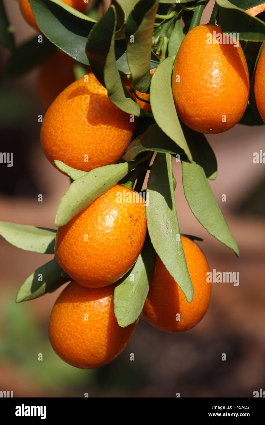 Kumquat, Fortunella margarita, detail, fruits, Kumquats, pound sign plant, tree, small, shrub, branch, leaves, citrus fruits, solar-matured, sunny, ripe, Stock Photo
