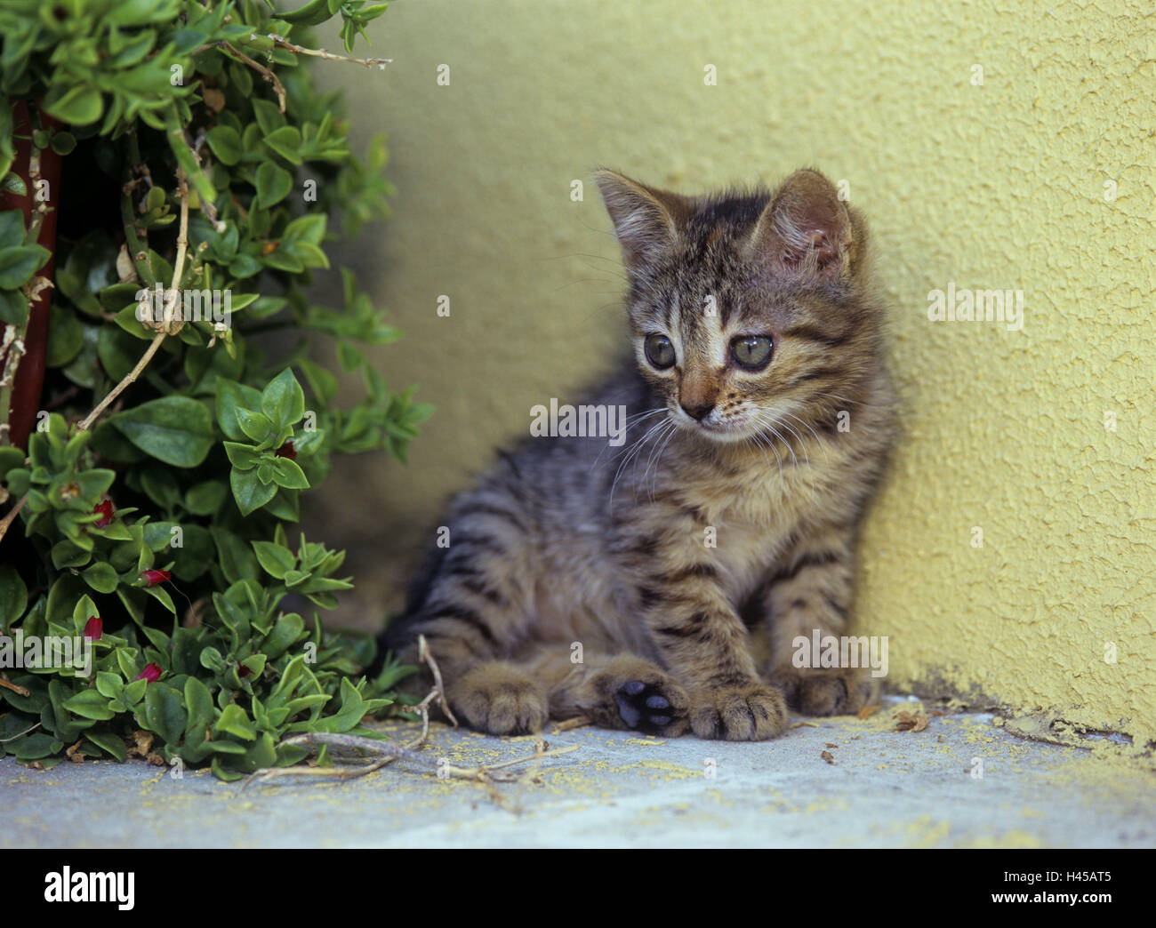 mammal, pet, young, sweet, cute, animal, cat, Domestic cat, young animal, animal child, curiosity, carefully, wall, Stock Photo