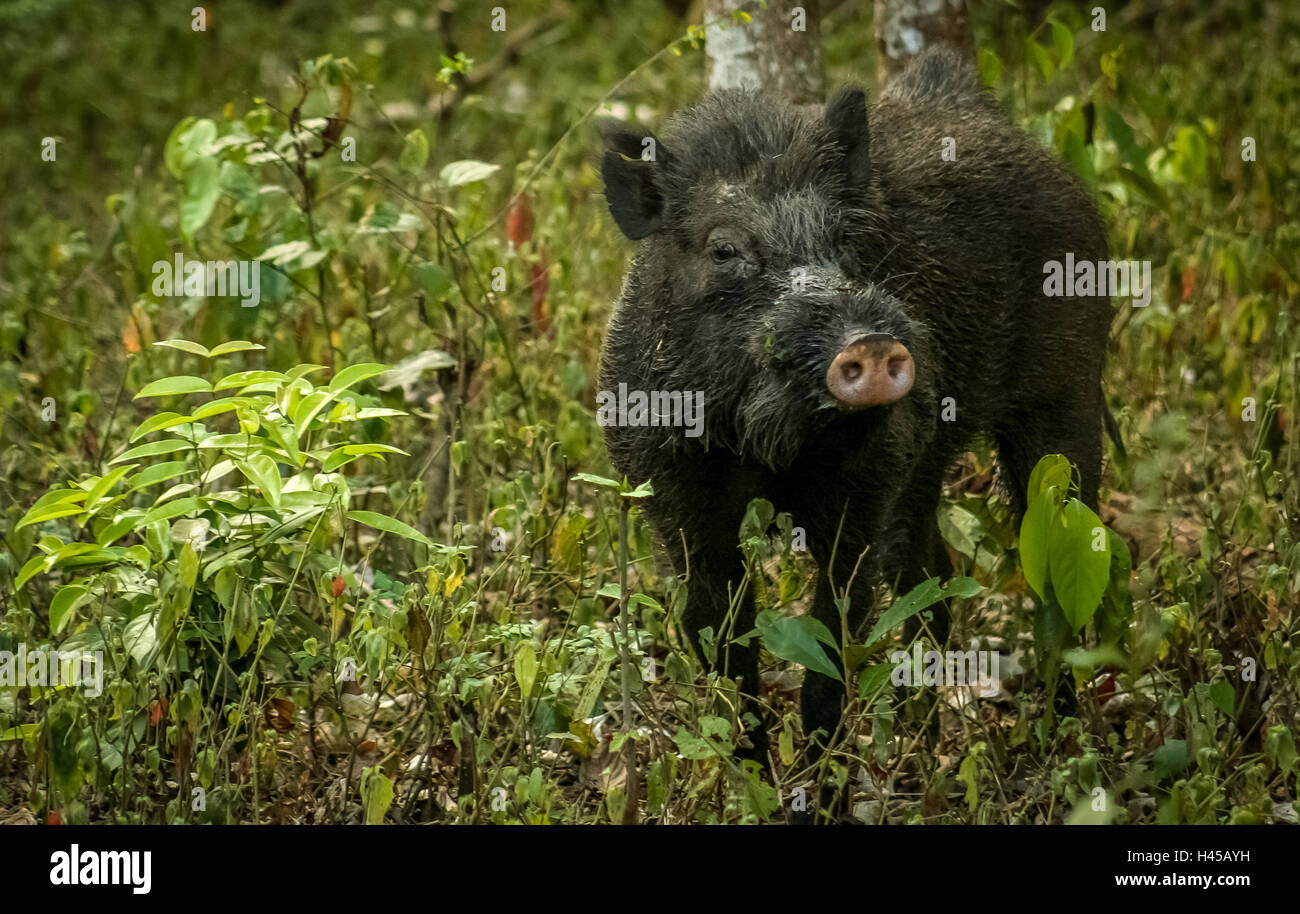 Wild boar in a national park in India Stock Photo