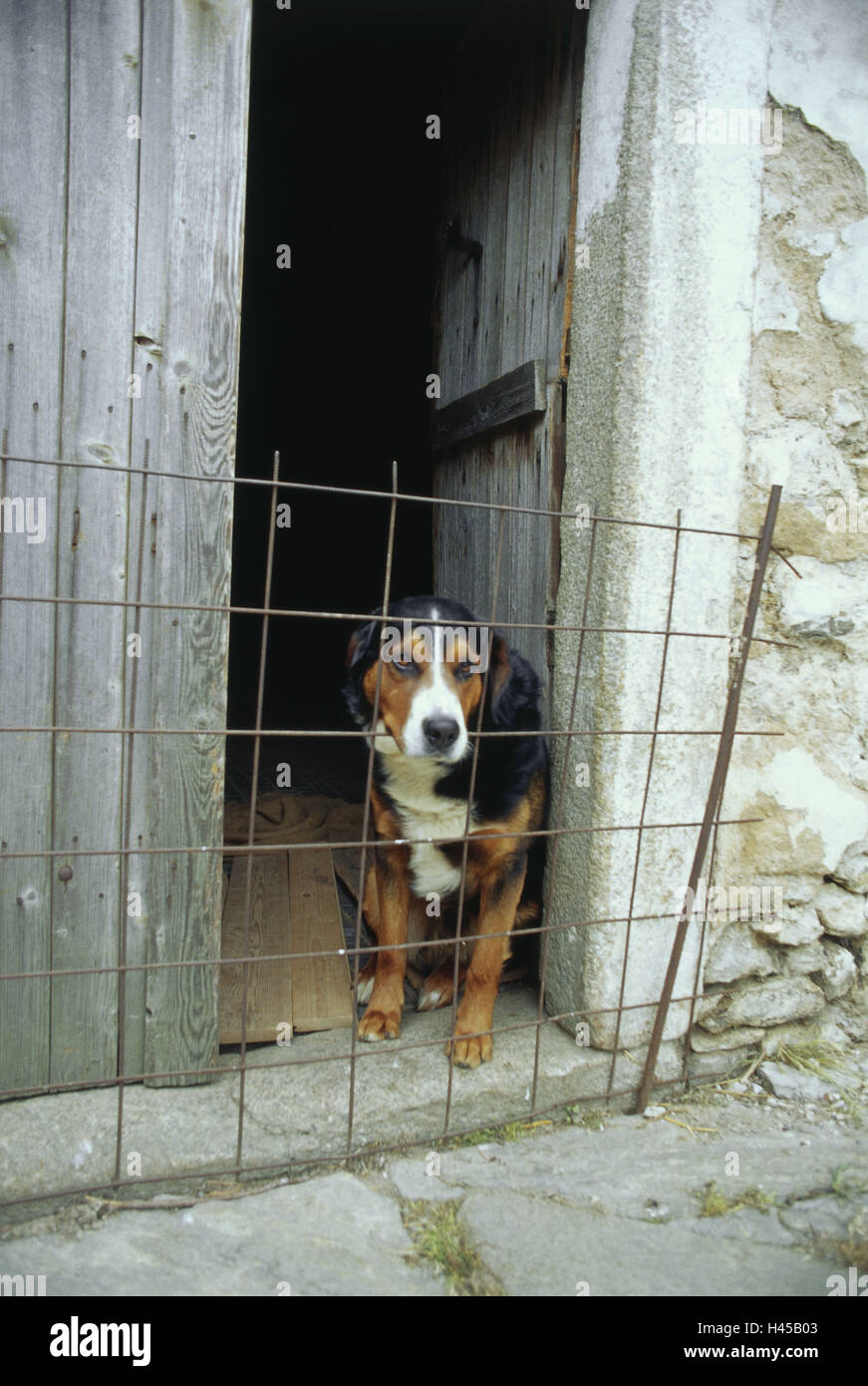 dog grid