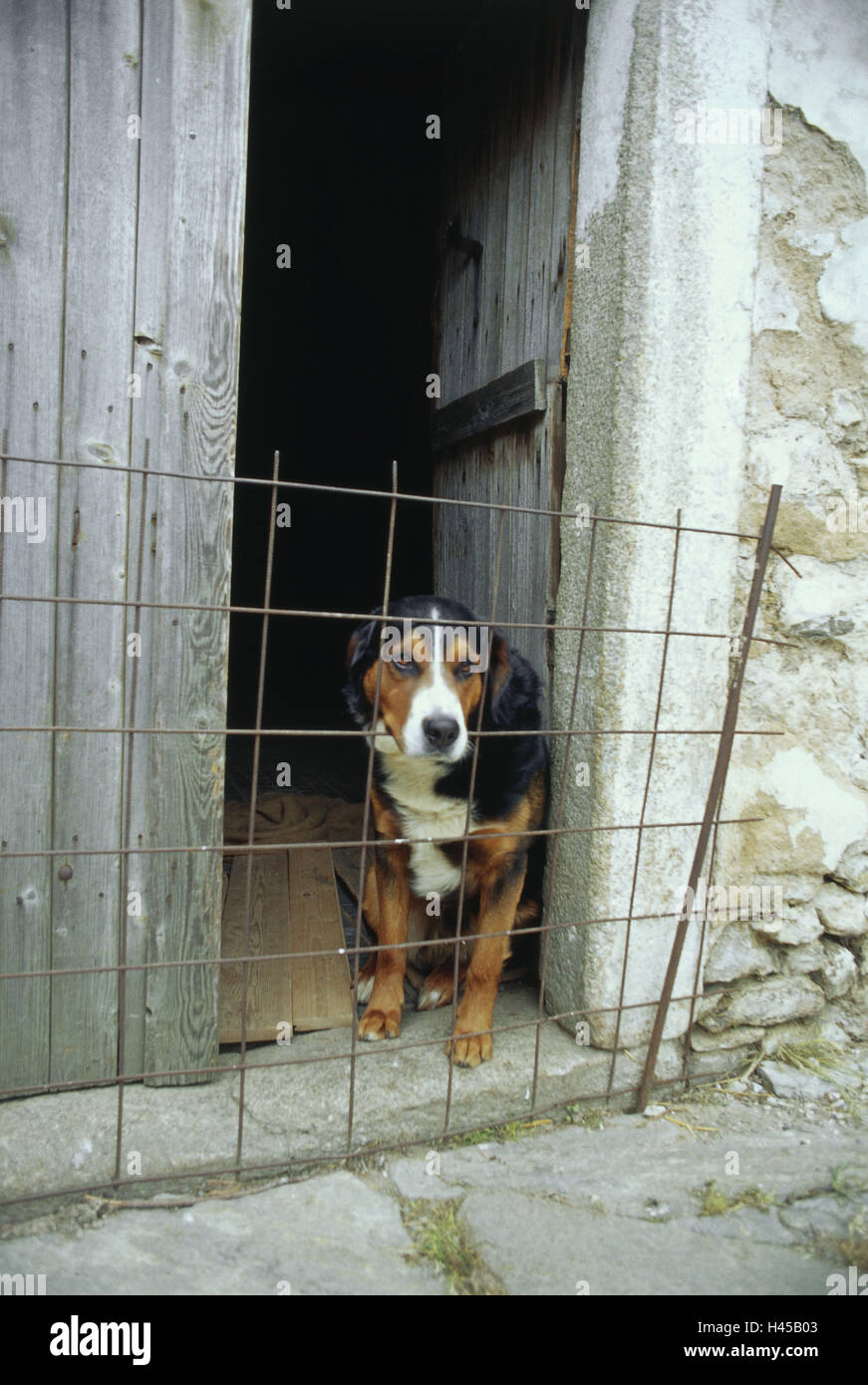 Farm, dog, grid, stable, court, stable building, door, bars, pet, watchdog, watchdog, sadly, locked up, bars, locking grids, Stock Photo