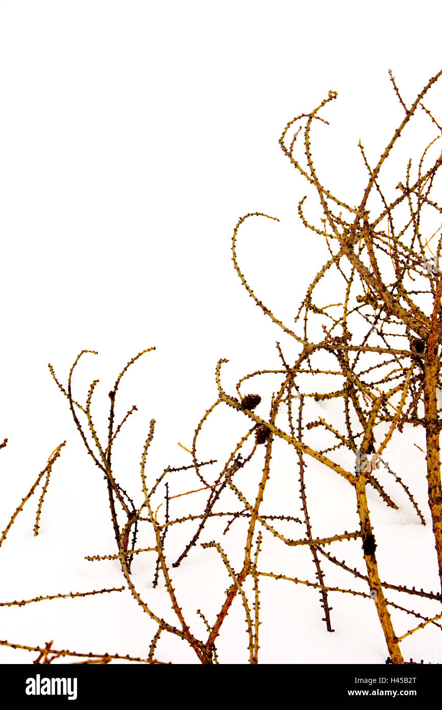 Larch, Larix decidua, detail, twigs, winters, Stock Photo