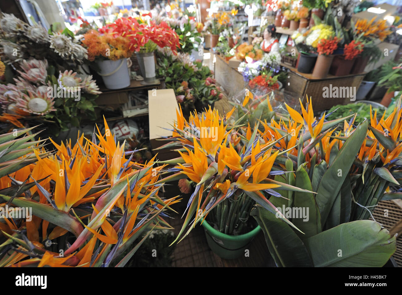 Portugal, island Madeira, Funchal, covered market, flower market Stock