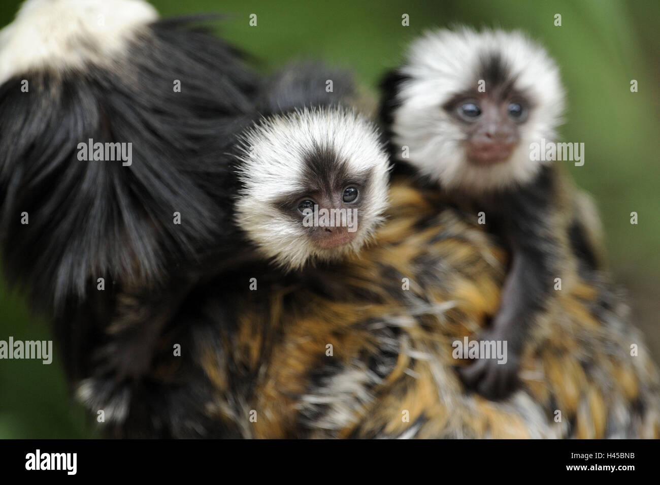 White head bundle monkey, Callithrix geoffroyi, mother animal, young animals, Stock Photo