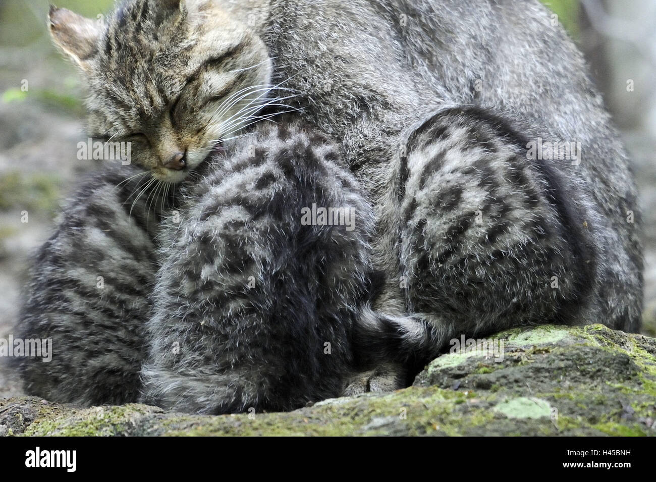 Wildcat, Felis silvestris, mother animal, young animals, Stock Photo