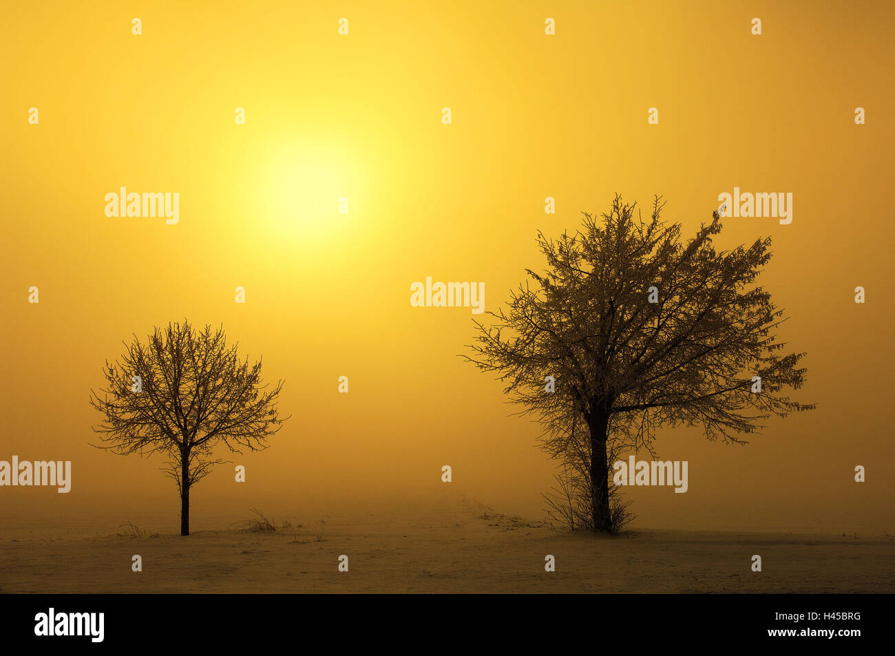 Aspens, Populus tremula,,  Winters, fogs, sunset,  Back light,  Series, landscape, trees, deciduous trees, plants, aspens, leafless, snow-covered, gotten snowed in, hoarfrost, ring, cold, nature, silence, silence, loneliness, leaves, human-empty, season, color mood, color yellow, orange, color filters, Stock Photo