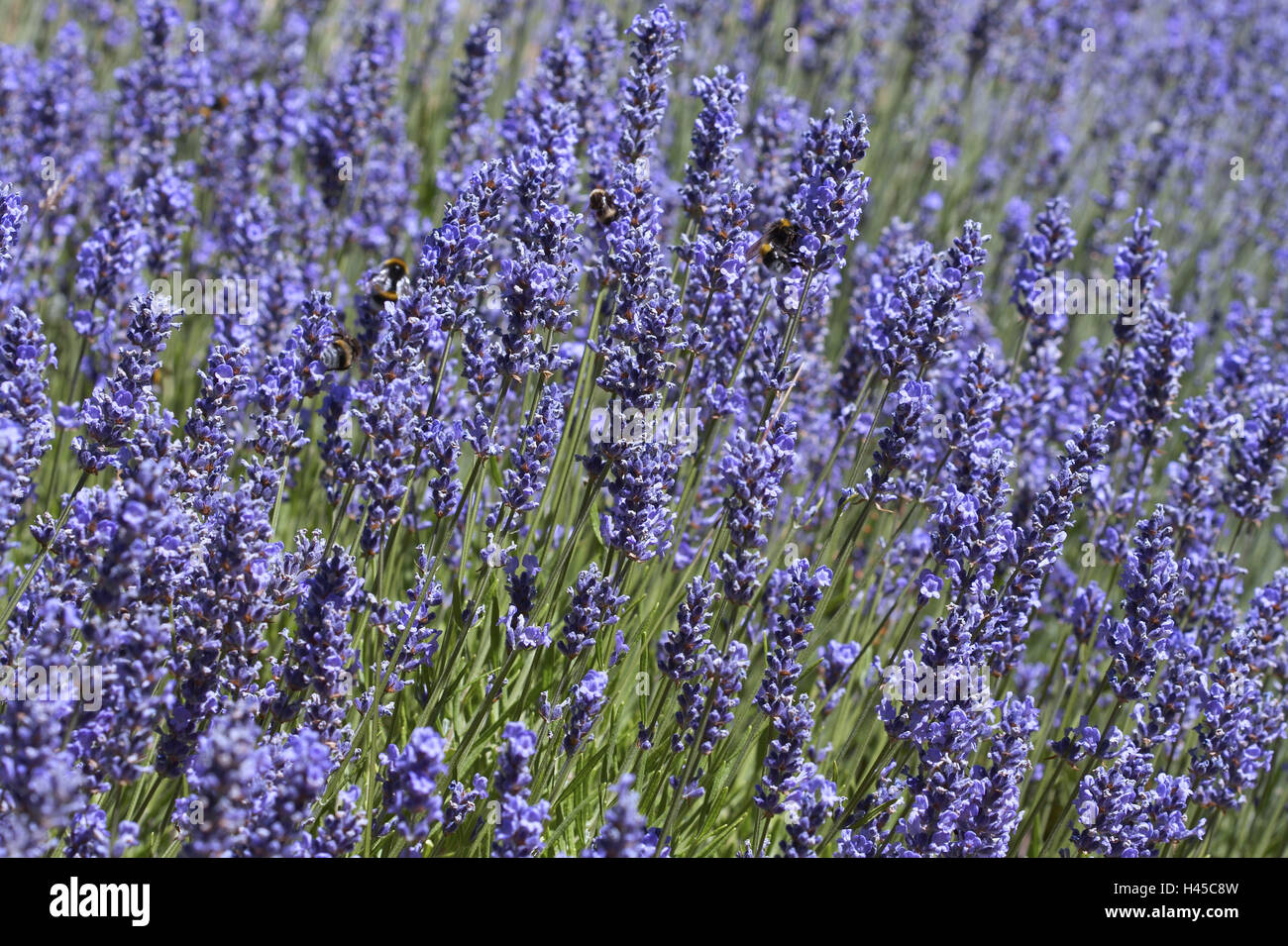 Real lavender, Lavandula angustifolia, blossoms, bumblebees Stock Photo