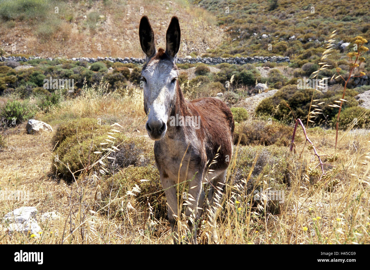 Greece, Lesbos, Eressos, wild donkey Stock Photo - Alamy