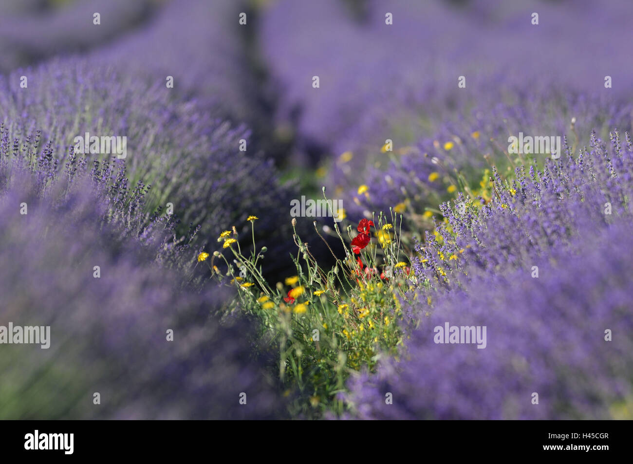 Lavender field, France, Provence, Sault, Stock Photo
