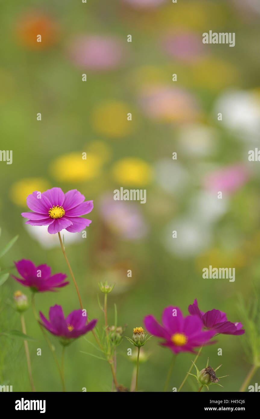 Flower meadow, flowers, summers Stock Photo Alamy