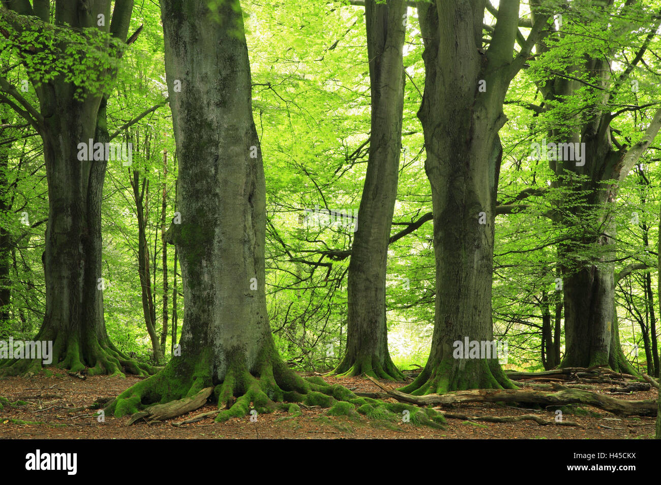 Beech forest, Fagus sylvatica, detail, Stock Photo