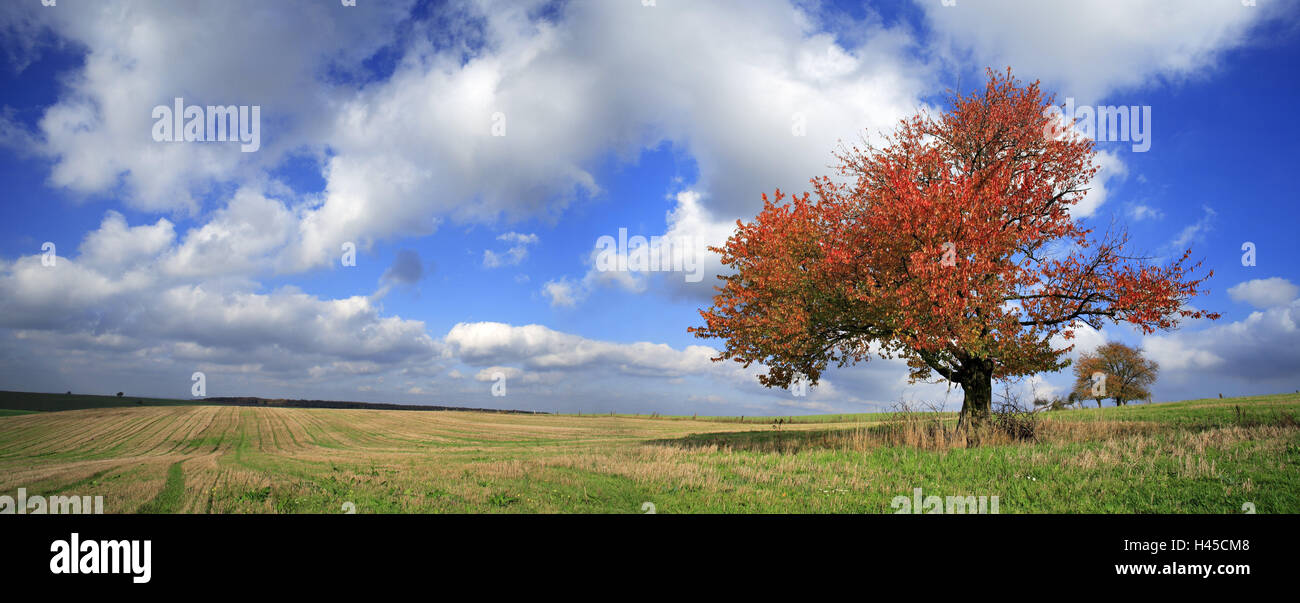 Field landscape, solitary tree, cherry tree, Prunus avium, cloudy sky, autumn, Stock Photo