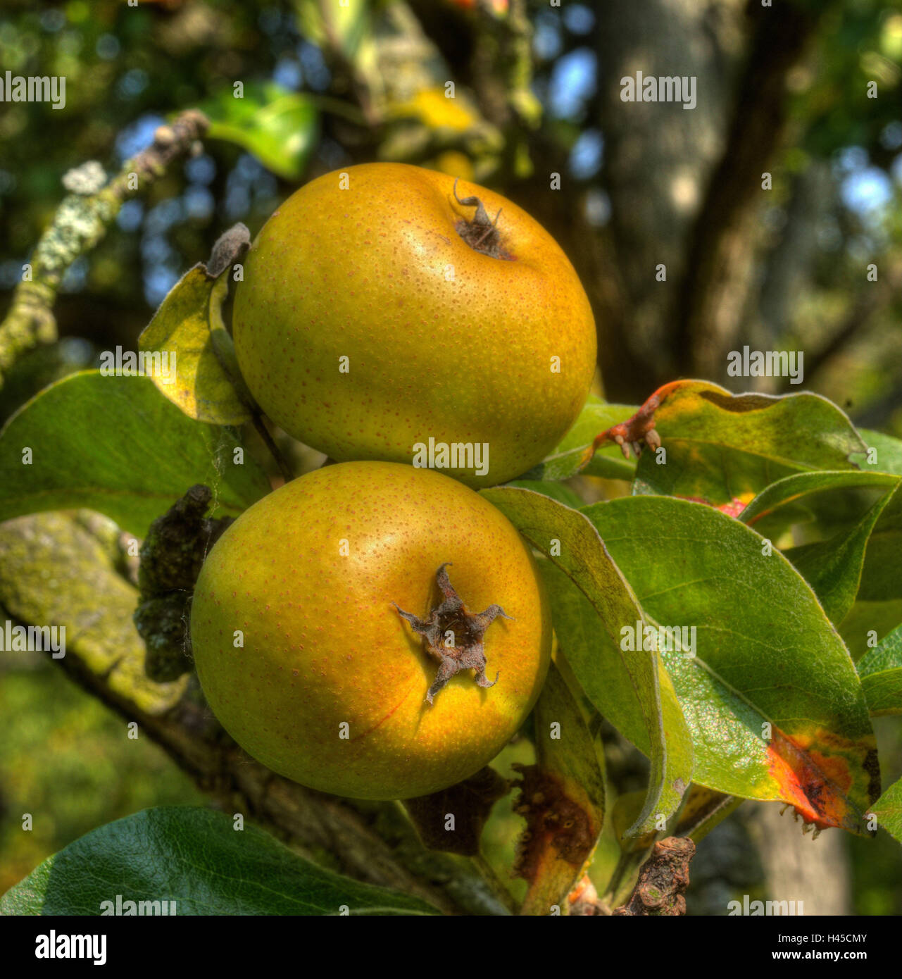 Pear tree, detail, branch, fruits, snow pears, pear tree, tree, pears, leather ball pears, fruit, pear fruits, Stock Photo