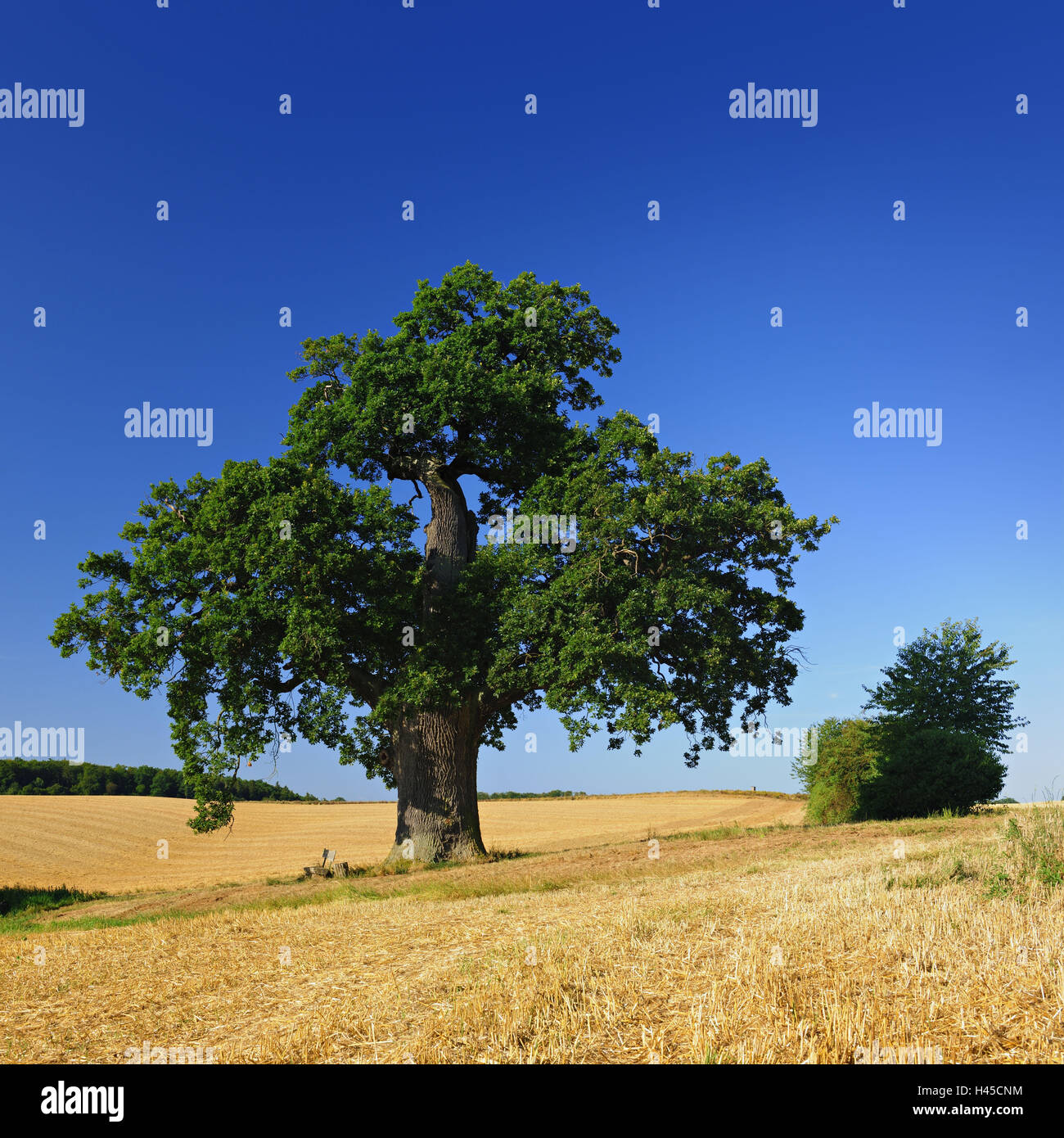 Germany, Saxony-Anhalt, Mansfelder country, stubble field, oak, Stock Photo