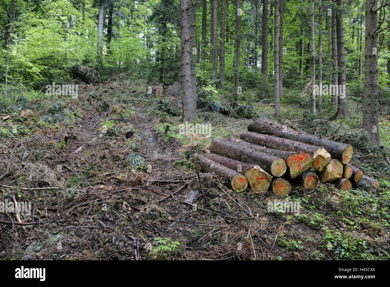 Wood, felling, Stock Photo