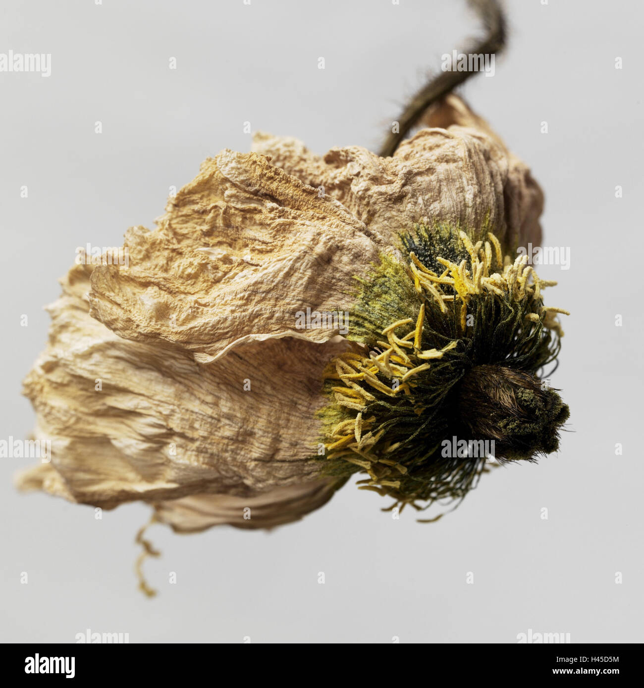 Flower, blossom, wilts Stock Photo Alamy