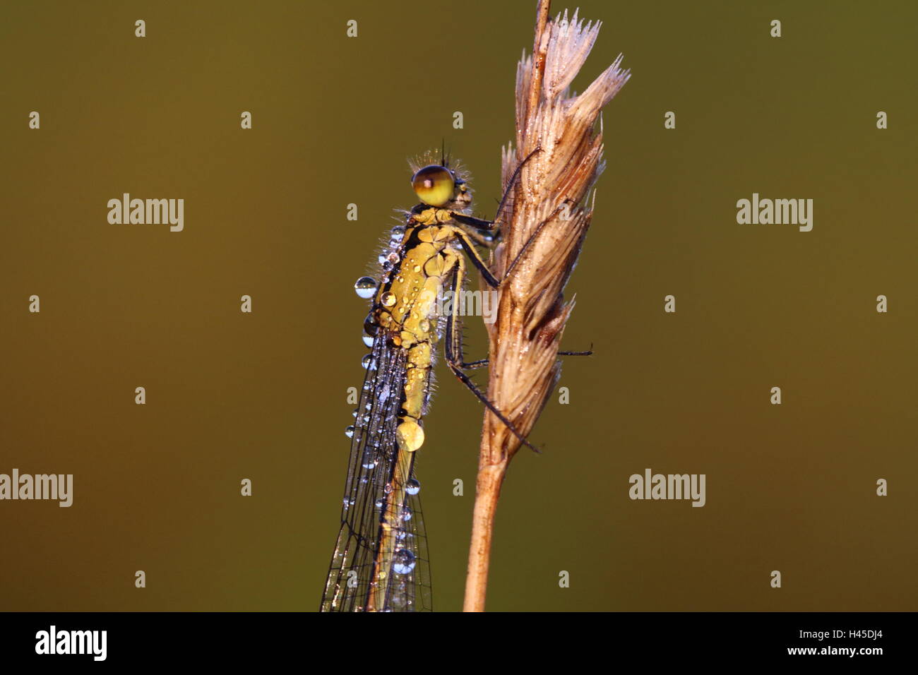 Female Common Blue Damselfly in Morning Dew Stock Photo