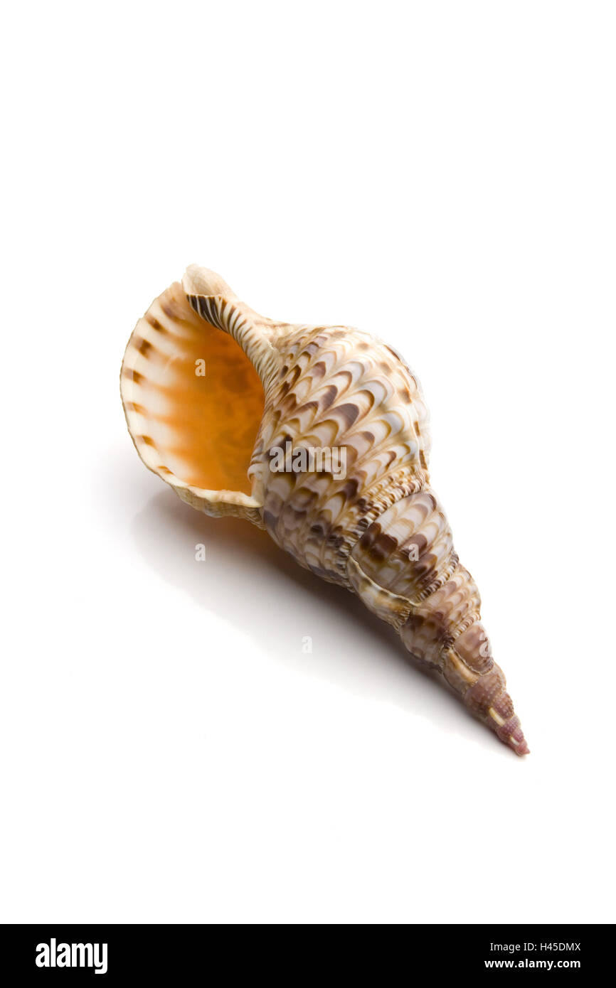 Whelk, Charonia tritonis, Tritonshorn, cut out, Stock Photo