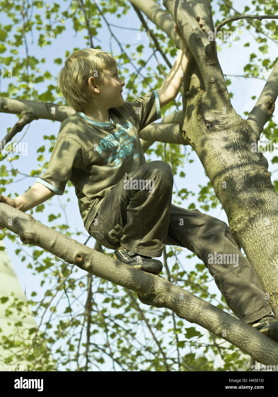 Boy, tree, climb, observe Stock Photo - Alamy