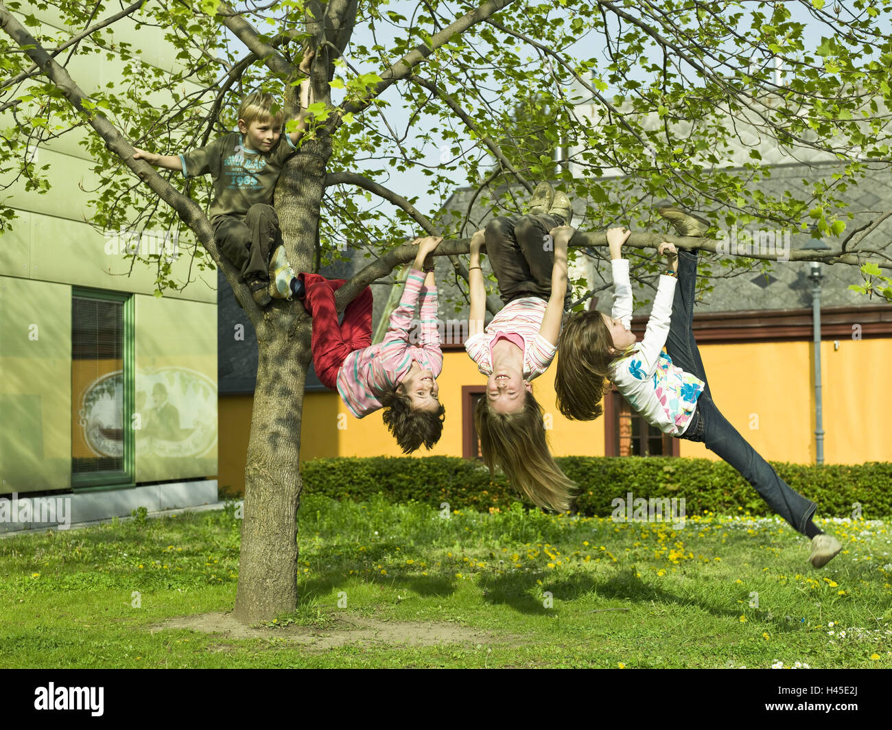Children, tree, climb, hang headlong, girls, boy, four, branch, leaves, turfs, playground, play, do gymnastics, motion, happily, leisure time, childhood, school hours, swing, sport, person, outside, melted, stick, hold, fun, break, whole bodies, Stock Photo