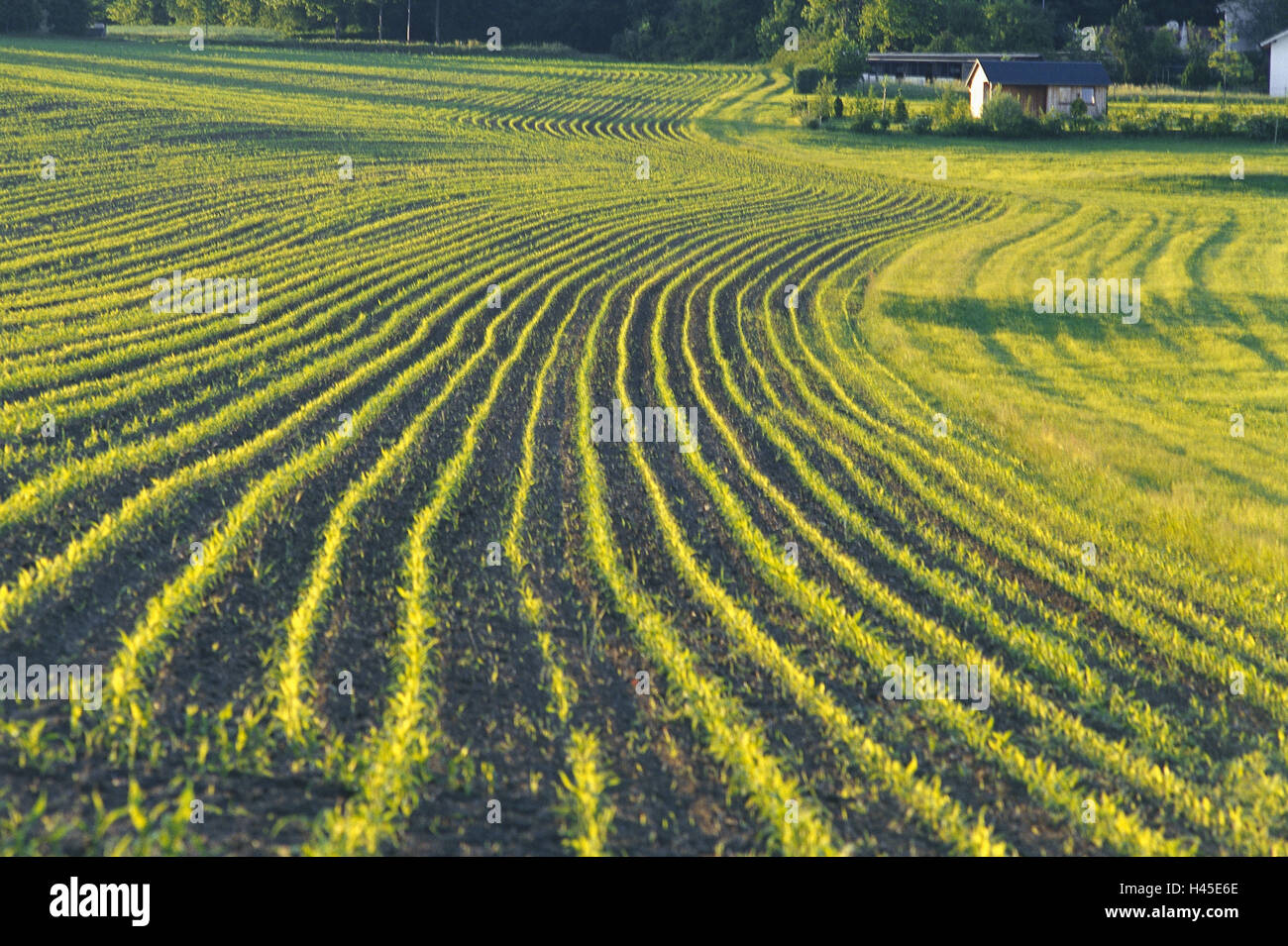 Germany, corn field, maize plants, young, evening light, economy ...