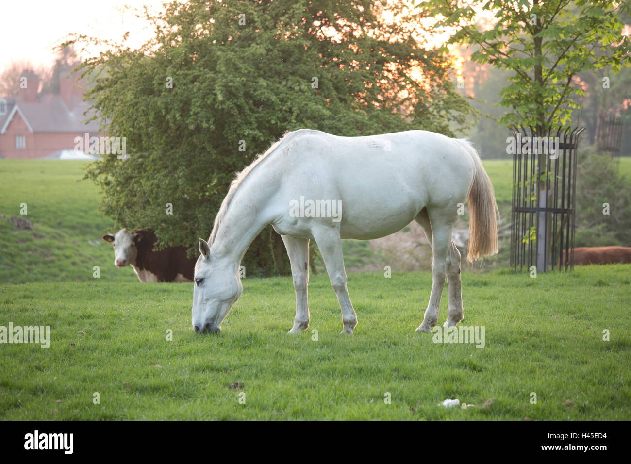 white company duvet robe