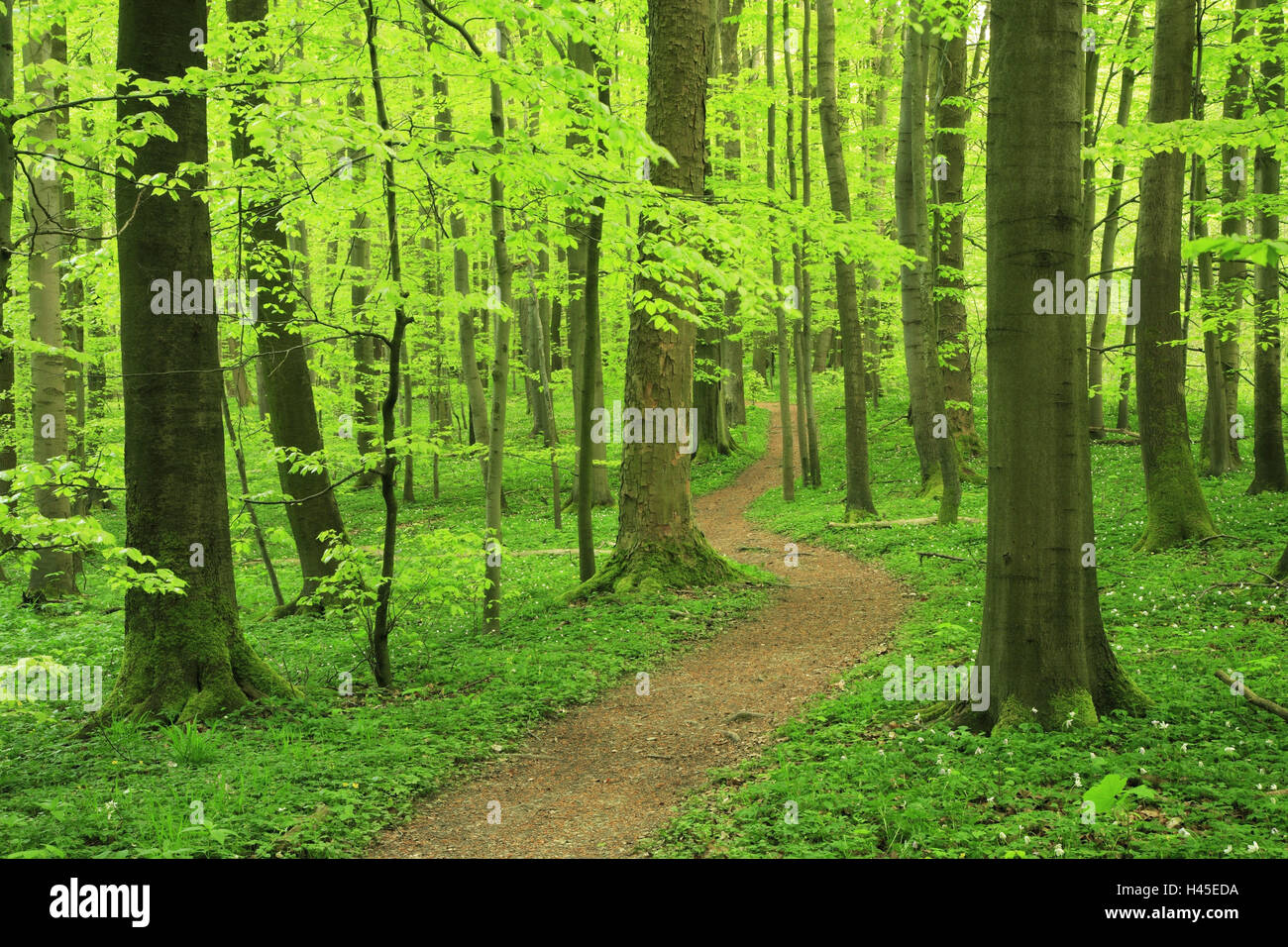 Forest, way, National Park Hainich, Thuringia, Germany, Stock Photo