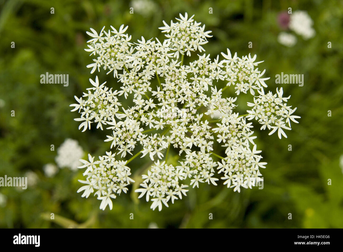 Doldenblütler, umbel plant, Apiaceae, Stock Photo