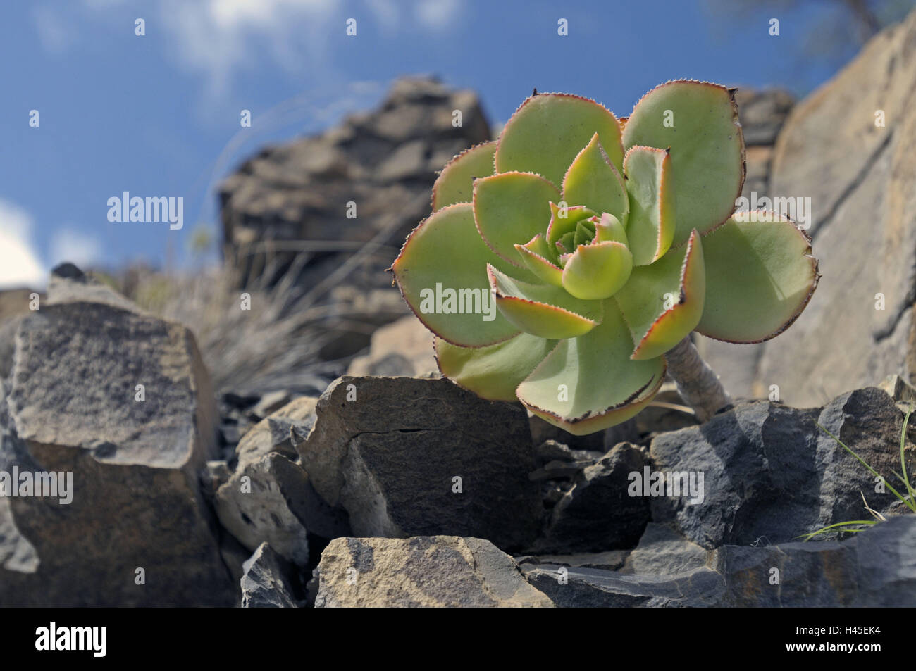 Spain, Canary islands, island grain Canaria, Cumbre mountains, rock, plant, Aeonium, Dickblattgewächs, Stock Photo
