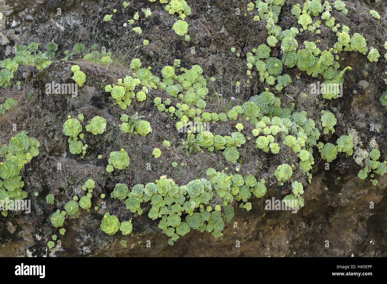 Spain, Canary islands, island grain Canaria, rocks, Aeonium, Dickblattgewächse, detail, Stock Photo