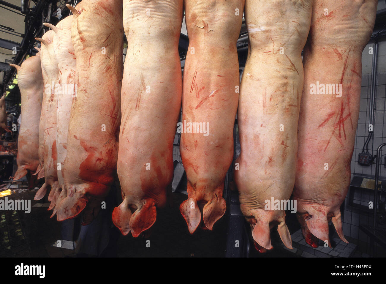 Butcher shop, pigs, hang, headlong, slaughter, deadly, bloody, meat processing, meat, benefit animal, animal for slaughter, Studena, Stock Photo