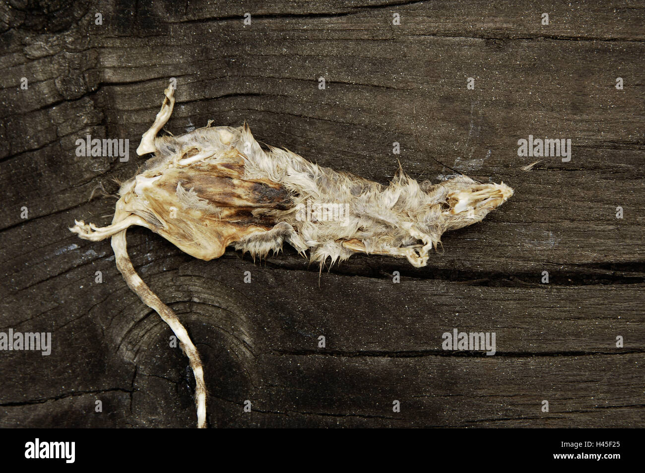 Rat, poisons, rodents, animal, mammal, deadly, death, expiration, sepsis, rot, disgust, rat's pest, pest, vermin, Stock Photo