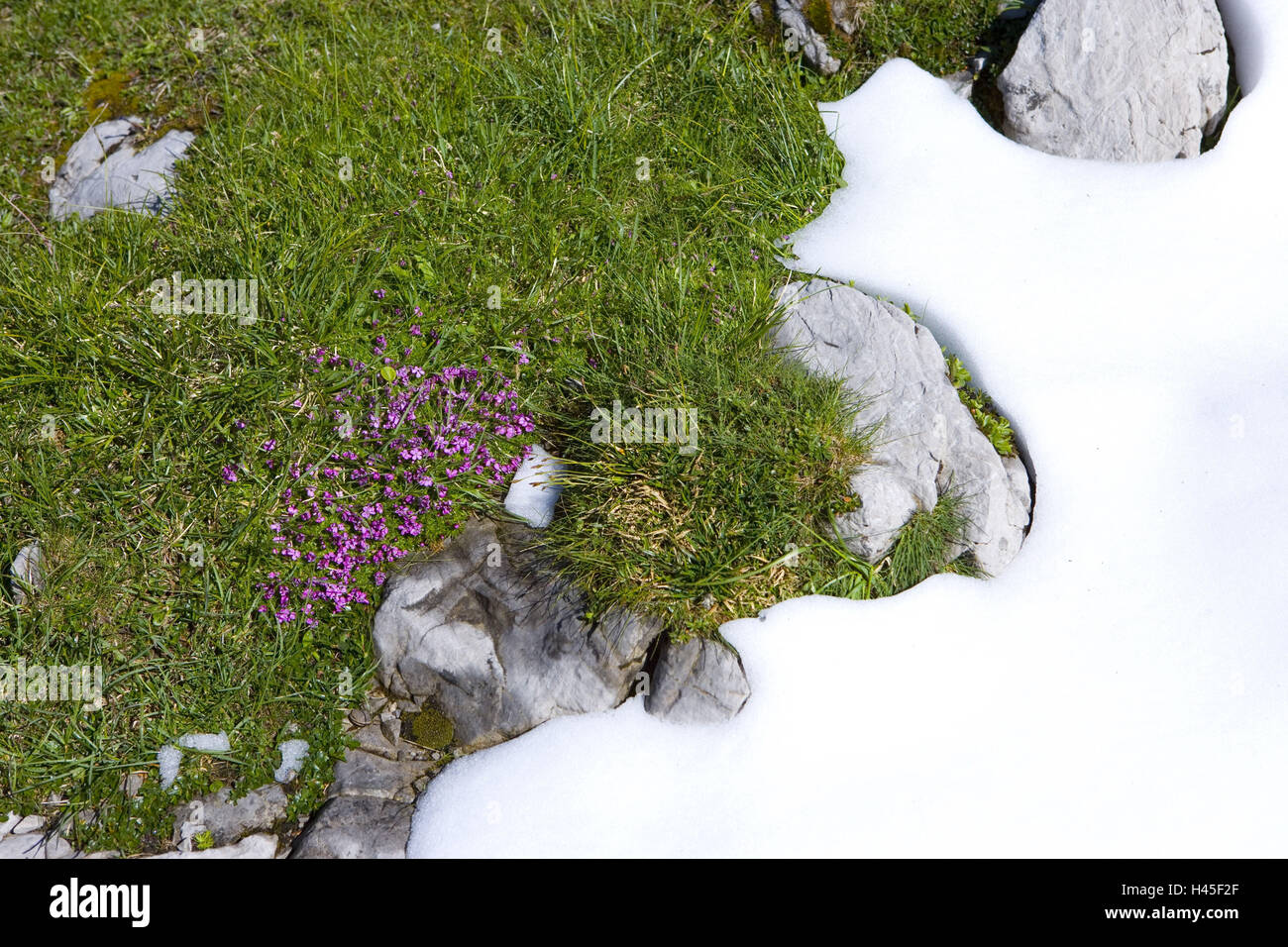 Princess's Gina way, alps-man's child, Androsace alpina, detail, snow rest, Stock Photo