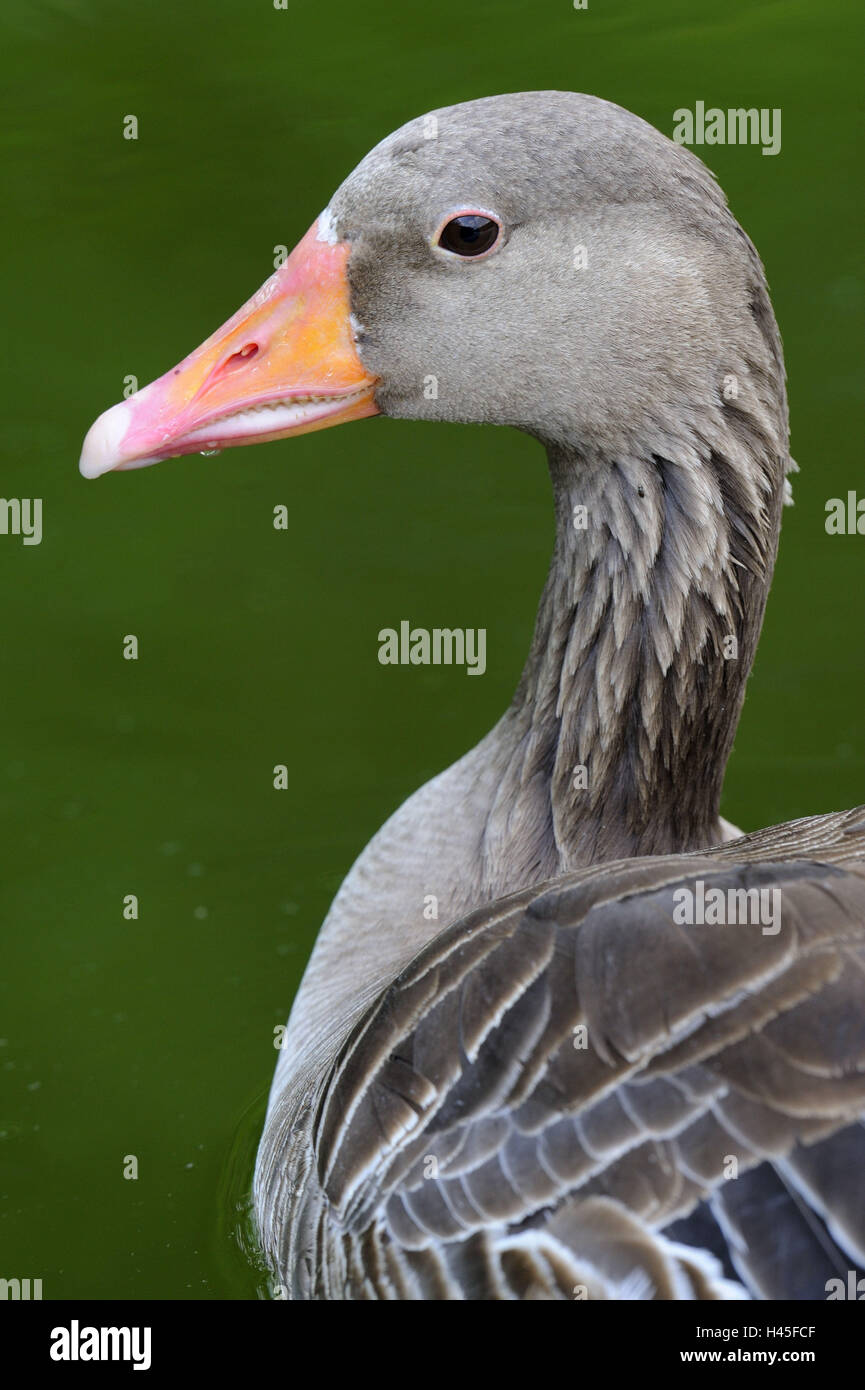 Greylag goose, Anser anser, side view, Stock Photo