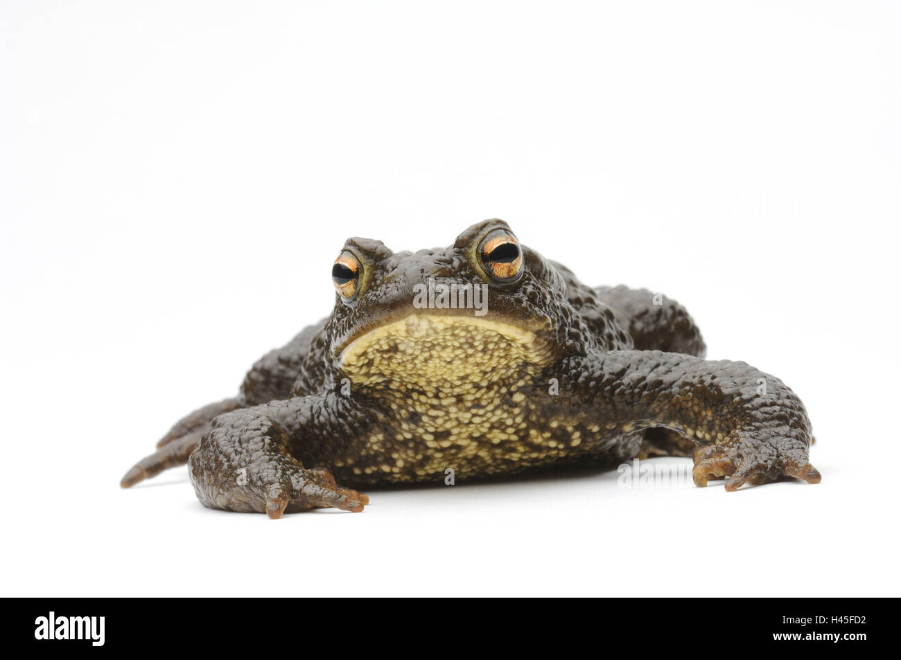 Earth toad, Bufo bufo Stock Photo - Alamy