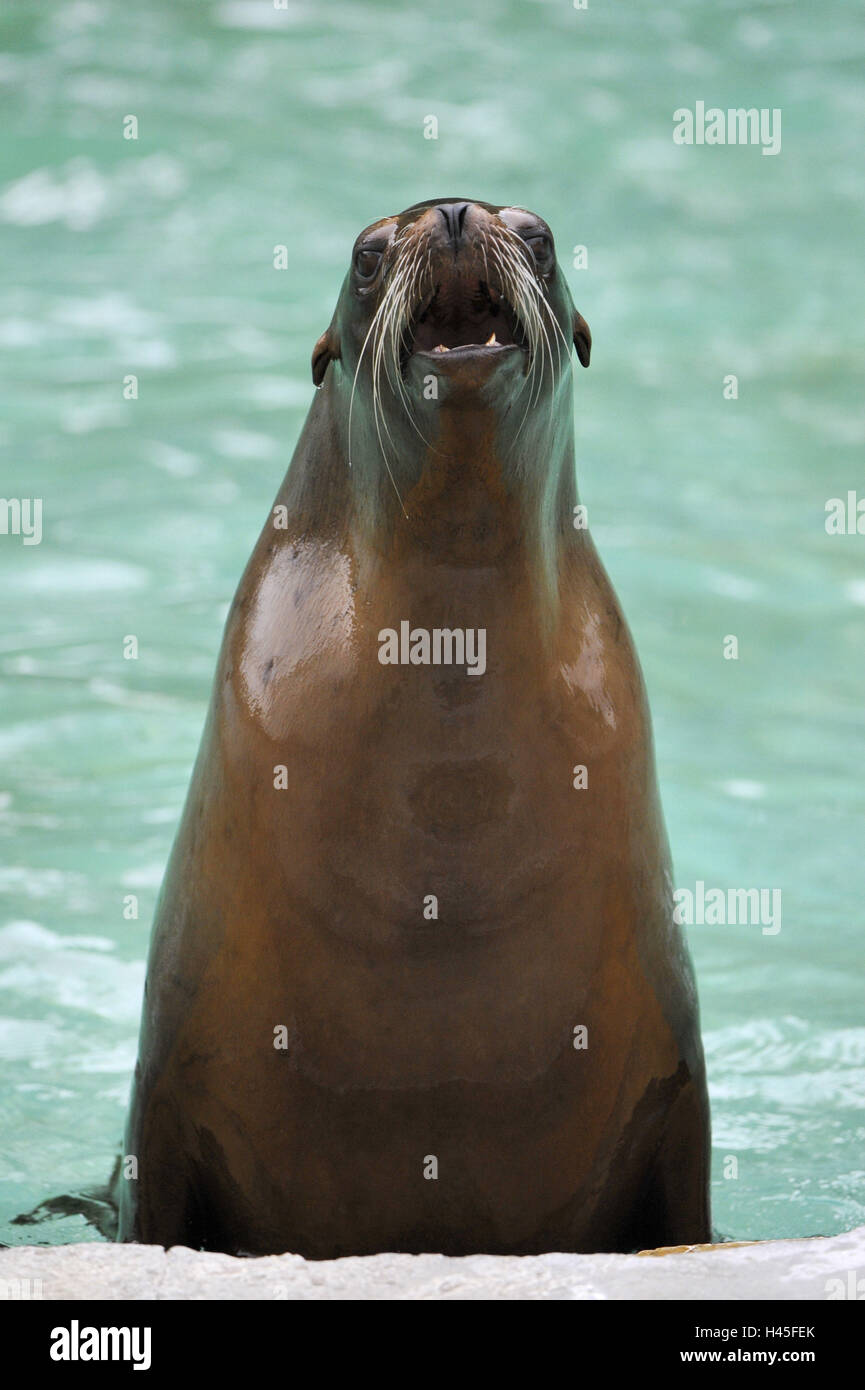 Californian sea lion, Zalophus californianus, Stock Photo