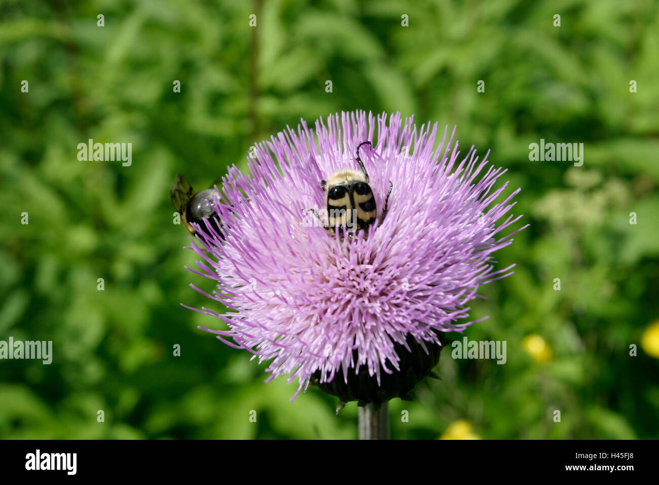 insects collecting nectar from melancholy thistle flower, Finland Stock Photo