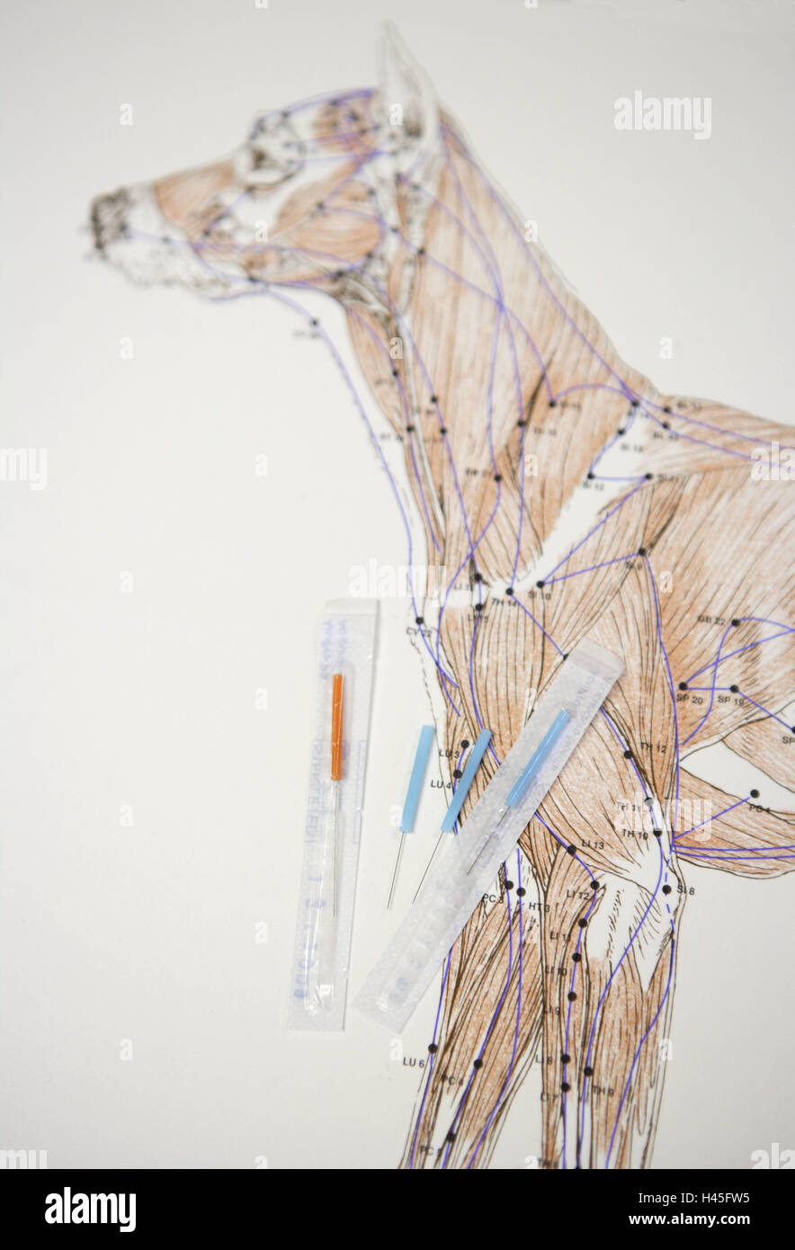 Animal acupuncture hires stock photography and images Alamy