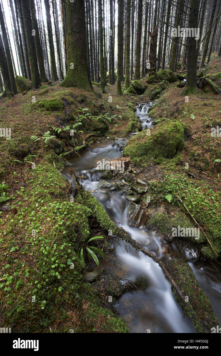 Forest, creek bed, nature, Scotland, Stock Photo