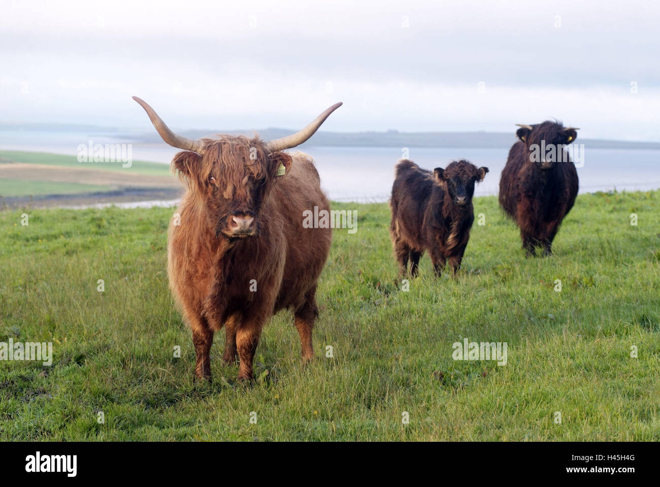 Great Britain, Scotland, Orkney Islands, island Mainland, pasture, cattle, Highland Cattle, Stock Photo