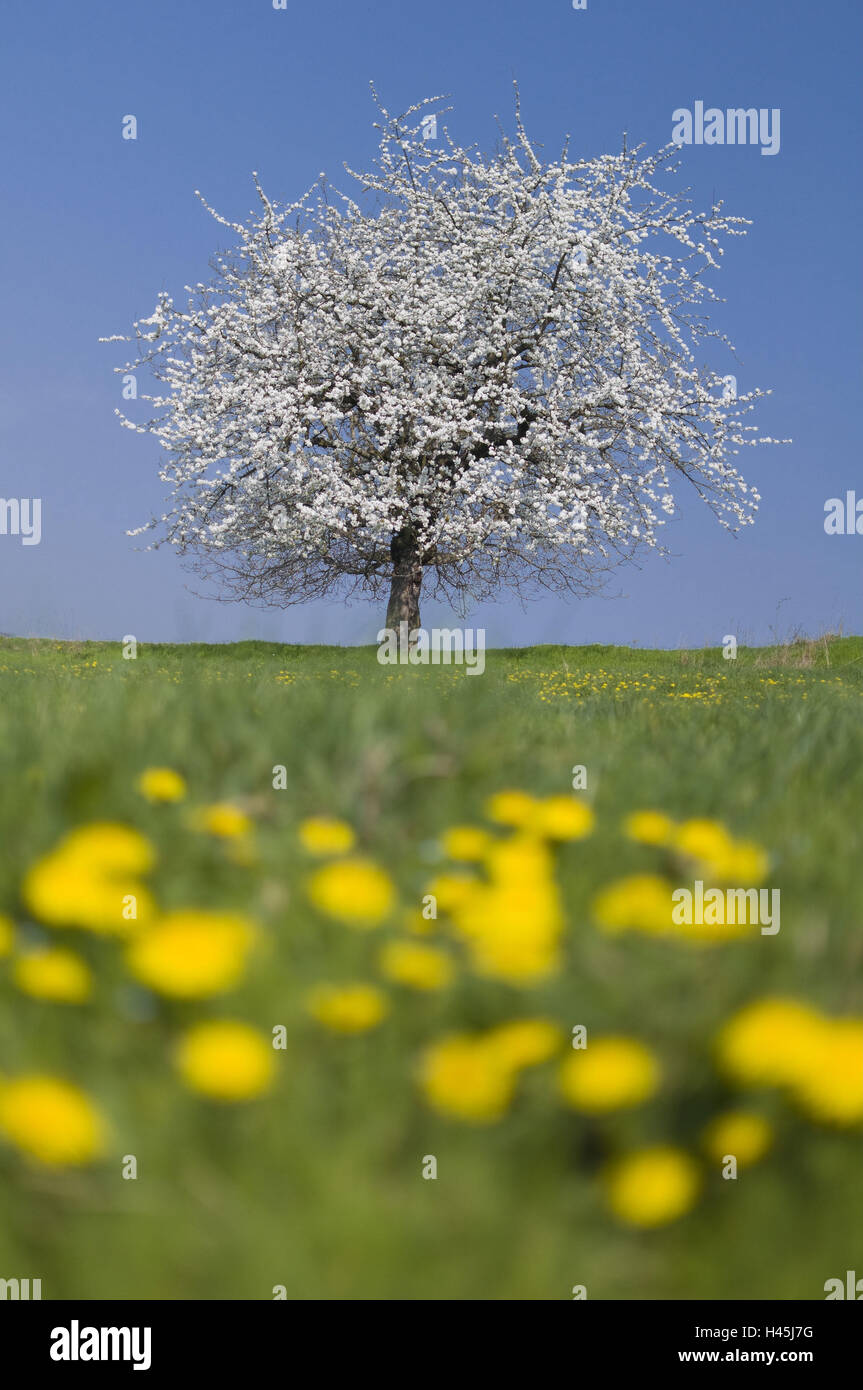 blossoming fruit tree on orchard meadow Stock Photo - Alamy